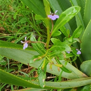 Lobelia anceps at Diggers Camp, NSW - 5 Dec 2024 10:54 AM