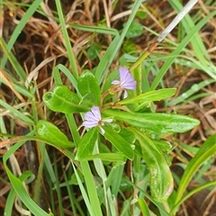 Lobelia anceps at Diggers Camp, NSW - 5 Dec 2024