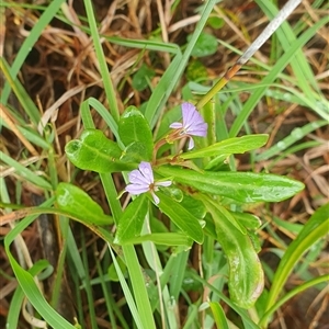 Lobelia anceps at Diggers Camp, NSW - 5 Dec 2024 10:54 AM