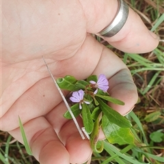 Lobelia anceps at Diggers Camp, NSW - 5 Dec 2024 10:54 AM