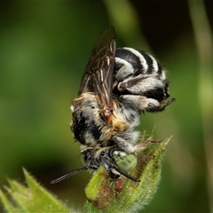 Amegilla (Zonamegilla) asserta (Blue Banded Bee) at Higgins, ACT - 30 Nov 2024 by AlisonMilton