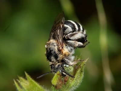 Amegilla (Zonamegilla) asserta (Blue Banded Bee) at Higgins, ACT - 1 Dec 2024 by AlisonMilton