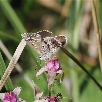 Neolucia agricola (Fringed Heath-blue) at Uriarra Village, ACT - 2 Dec 2024 by RAllen