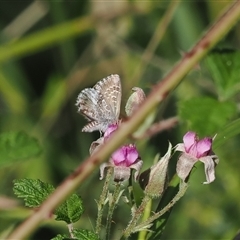 Neolucia agricola at Uriarra Village, ACT - 2 Dec 2024