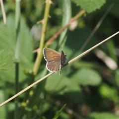 Neolucia agricola at Uriarra Village, ACT - 2 Dec 2024