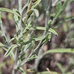 Vittadinia gracilis at Whitlam, ACT - 5 Dec 2024