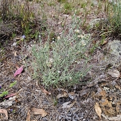 Vittadinia gracilis at Whitlam, ACT - 5 Dec 2024