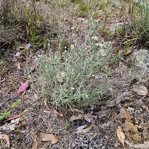 Vittadinia gracilis at Whitlam, ACT - 5 Dec 2024 12:37 PM