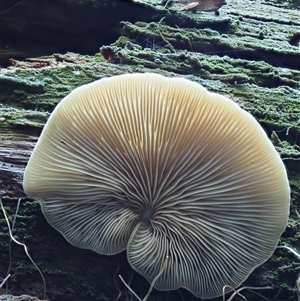 Crepidotus sp. (Crepidotus) at Uriarra Village, ACT by KenT