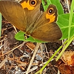 Hypocysta metirius (Brown Ringlet) at Diggers Camp, NSW - 5 Dec 2024 by Topwood