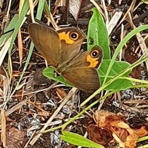 Hypocysta metirius at Diggers Camp, NSW - 5 Dec 2024 10:38 AM