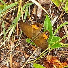 Hypocysta metirius at Diggers Camp, NSW - 5 Dec 2024