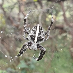 Unidentified Other web-building spider at Diggers Camp, NSW - 5 Dec 2024 by Topwood