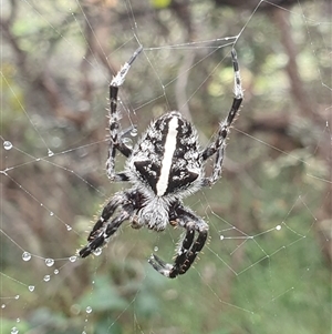 Unidentified Other web-building spider at Diggers Camp, NSW by Topwood