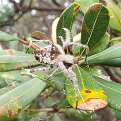 Unidentified Other web-building spider at Diggers Camp, NSW - 5 Dec 2024 by Topwood