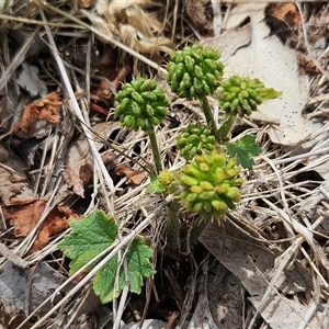 Hydrocotyle laxiflora at Whitlam, ACT - 5 Dec 2024