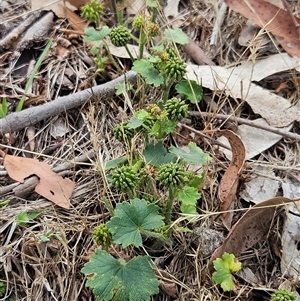 Hydrocotyle laxiflora at Whitlam, ACT - 5 Dec 2024 12:55 PM