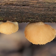 Crepidotus sp. (Crepidotus) at Uriarra Village, ACT - 10 Jun 2024 by KenT