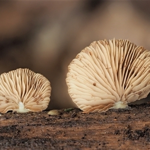 Crepidotus sp. at Uriarra Village, ACT - 10 Jun 2024