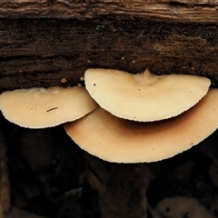 Crepidotus sp. (Crepidotus) at Uriarra Village, ACT - 9 Jun 2024 by KenT