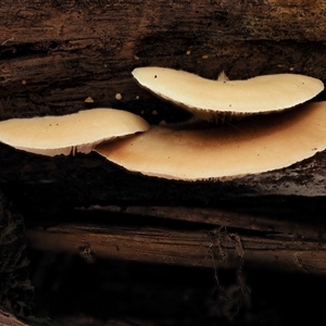 Crepidotus sp. at Uriarra Village, ACT - 10 Jun 2024