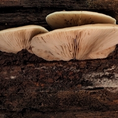 Crepidotus sp. at Uriarra Village, ACT - 10 Jun 2024