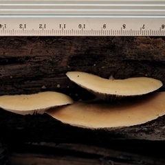 Crepidotus sp. at Uriarra Village, ACT - 10 Jun 2024