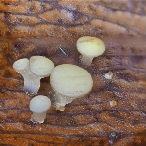 Hymenotorrendiella eucalypti at Uriarra Village, ACT - 10 Jun 2024 09:36 AM