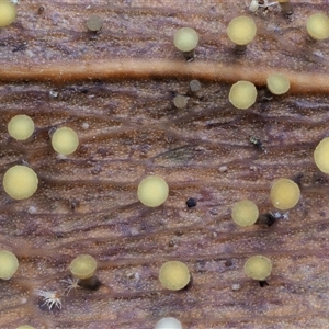 Hymenotorrendiella eucalypti at Uriarra Village, ACT - 10 Jun 2024 09:36 AM