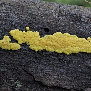 Hypocrea sulphurea group at Uriarra Village, ACT - 8 Jun 2024