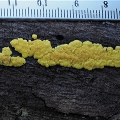 Hypocrea sulphurea group at Uriarra Village, ACT - 8 Jun 2024 02:34 PM