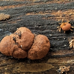 Hypoxylon howeianum at Uriarra Village, ACT - 10 Jun 2024 by KenT