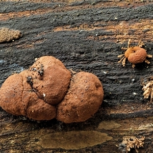 Hypoxylon howeianum at Uriarra Village, ACT - 10 Jun 2024