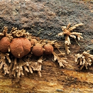 Hypoxylon howeianum at Uriarra Village, ACT - 10 Jun 2024