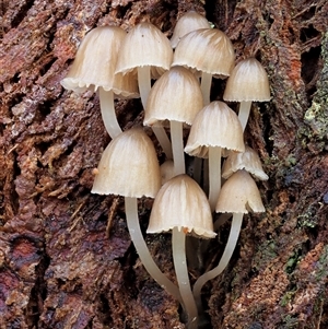 Mycena sp. ‘grey or grey-brown caps’ at Uriarra Village, ACT - 8 Jun 2024