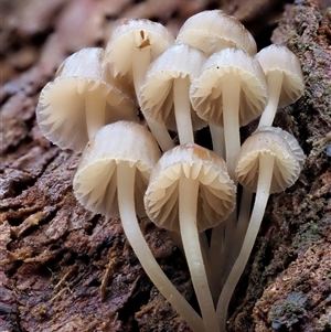 Mycena sp. ‘grey or grey-brown caps’ at Uriarra Village, ACT - 8 Jun 2024