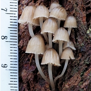 Mycena sp. ‘grey or grey-brown caps’ at Uriarra Village, ACT - 8 Jun 2024