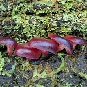 Mycena sp. at Uriarra Village, ACT by KenT