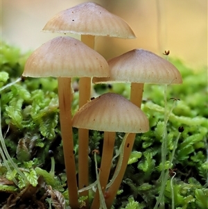 Mycena sp. ‘grey or grey-brown caps’ at Uriarra Village, ACT - 10 Jun 2024