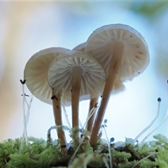 Mycena sp. ‘grey or grey-brown caps’ at Uriarra Village, ACT - 10 Jun 2024