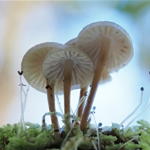 Mycena sp. ‘grey or grey-brown caps’ at Uriarra Village, ACT - 10 Jun 2024