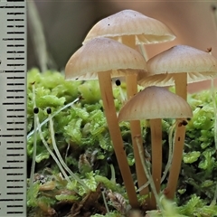 Mycena sp. ‘grey or grey-brown caps’ at Uriarra Village, ACT - 10 Jun 2024