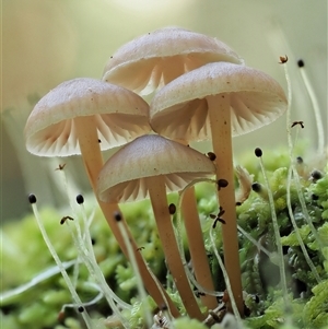 Mycena sp. ‘grey or grey-brown caps’ at Uriarra Village, ACT - 10 Jun 2024