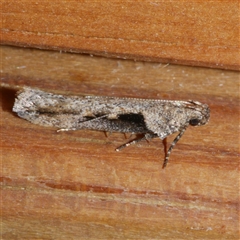 Symmetrischema tangolias (Andean Potato Tuber Moth) at Freshwater Creek, VIC - 18 Apr 2020 by WendyEM