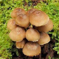 Mycena sp. ‘grey or grey-brown caps’ at Uriarra Village, ACT - 9 Jun 2024 by KenT