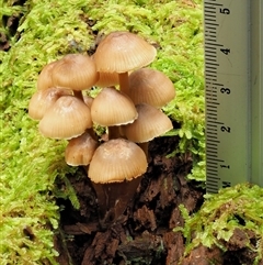 Mycena sp. ‘grey or grey-brown caps’ at Uriarra Village, ACT - 10 Jun 2024 09:36 AM