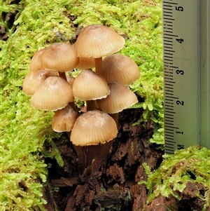 Mycena sp. ‘grey or grey-brown caps’ at Uriarra Village, ACT - 10 Jun 2024 09:36 AM