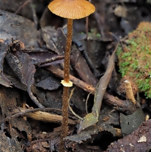 Pholiotina rugosa at Uriarra Village, ACT by KenT