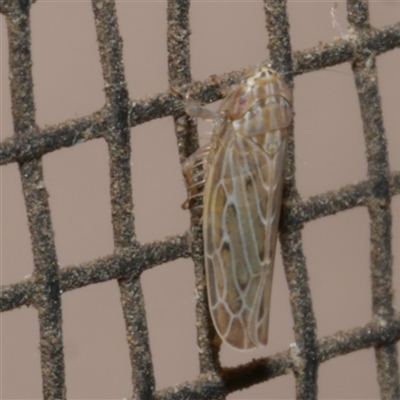 Maiestas vetus (A leafhopper) at Freshwater Creek, VIC - 18 Apr 2020 by WendyEM