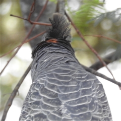 Callocephalon fimbriatum (Gang-gang Cockatoo) at Acton, ACT - 5 Dec 2024 by HelenCross